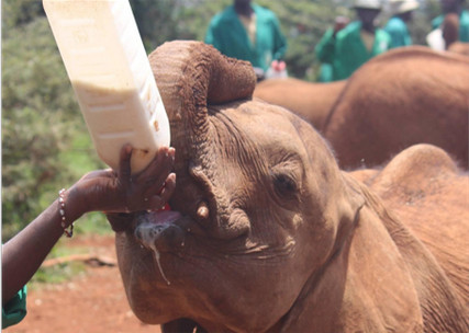 Feeding a baby elephant in Kenya